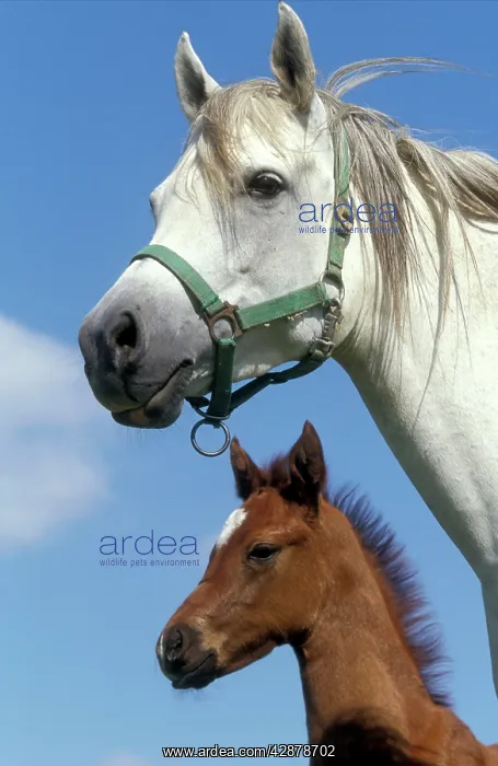  : Arab Horse and Colt