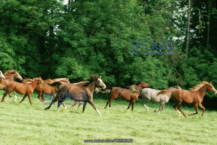  : ARAB HORSE - group, running