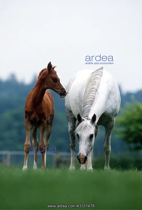 : ARAB HORSE - Mare & Foal : ARAB HORSE - Mare & Foal