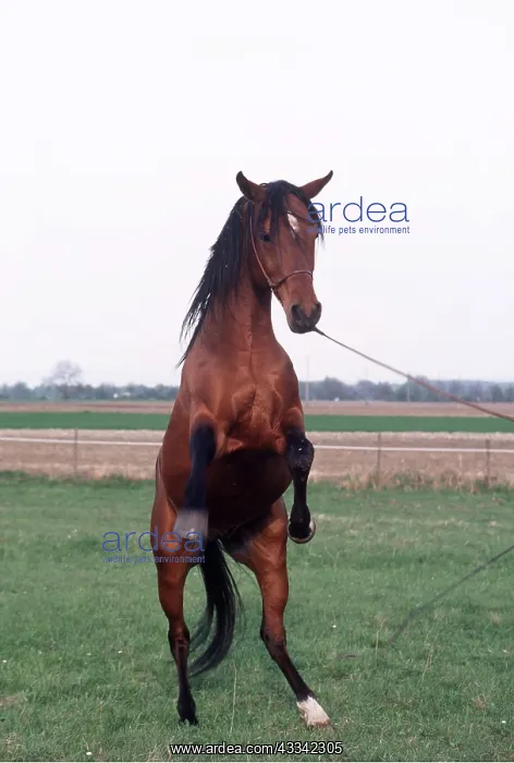 : Arab HORSE - stallion rearing : Arab HORSE - stallion rearing