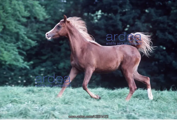 : ARAB HORSE - yearling galloping : ARAB HORSE - yearling galloping