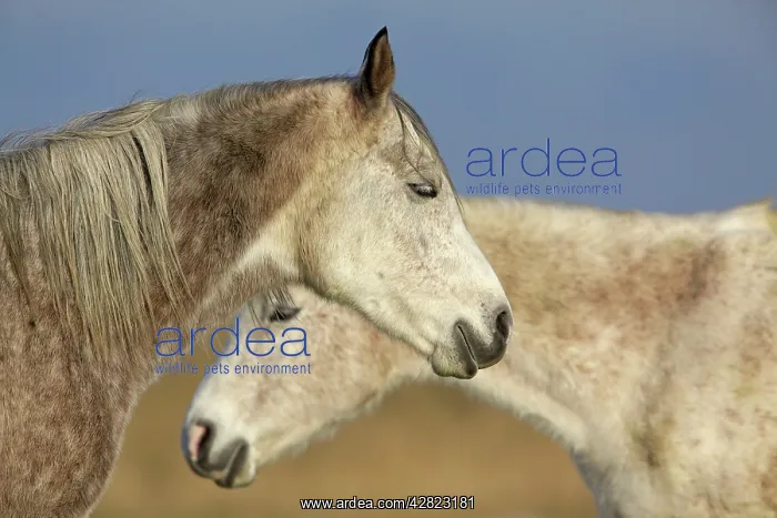  : Arab Horses