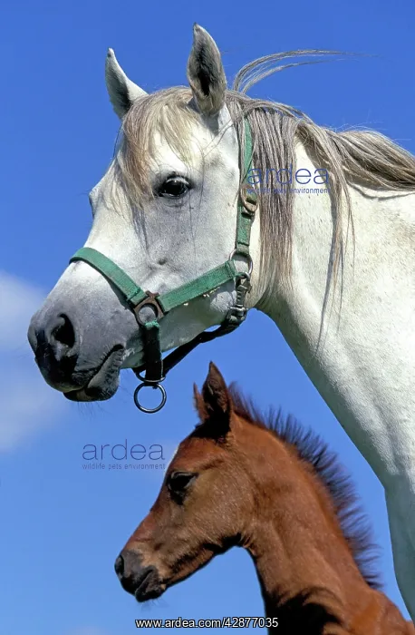  : Arab Horses - adult and foal