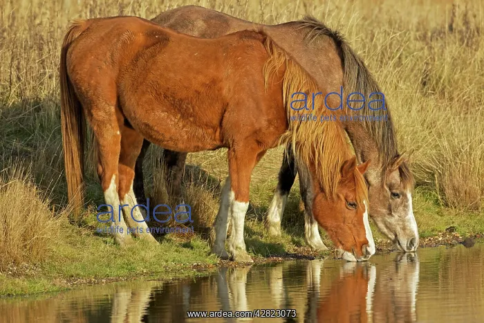 : Arab Horses - drinking : Arab Horses - drinking