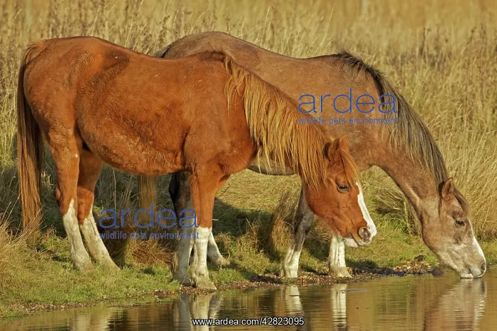 : Arab Horses - drinking : Arab Horses - drinking