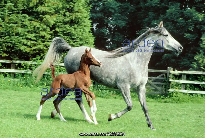  : Arab HORSES - mare and foal