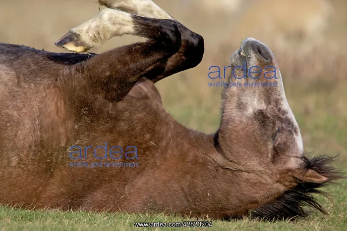  : Arab Horses - rolling on its back