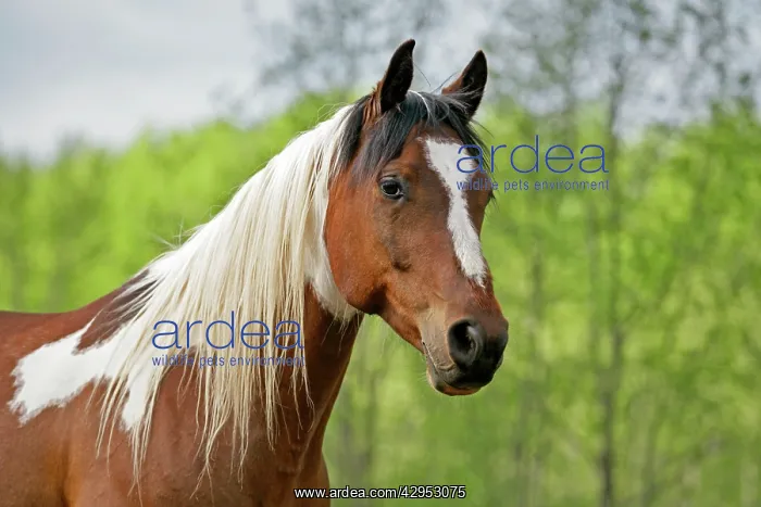 : Arab Paint Gelding, portrait : Arab Paint Gelding, portrait