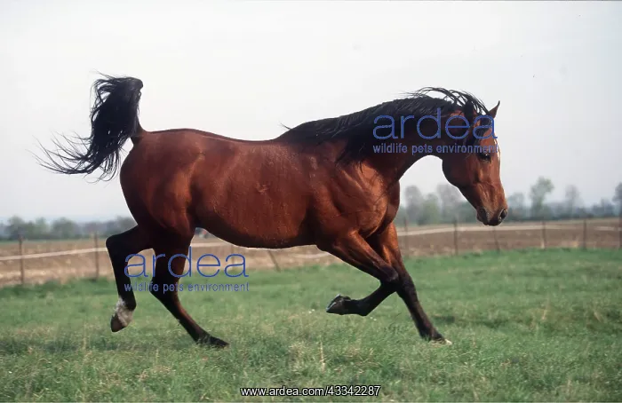 : ARAB STALLION HORSE- galloping in field : ARAB STALLION HORSE- galloping in field