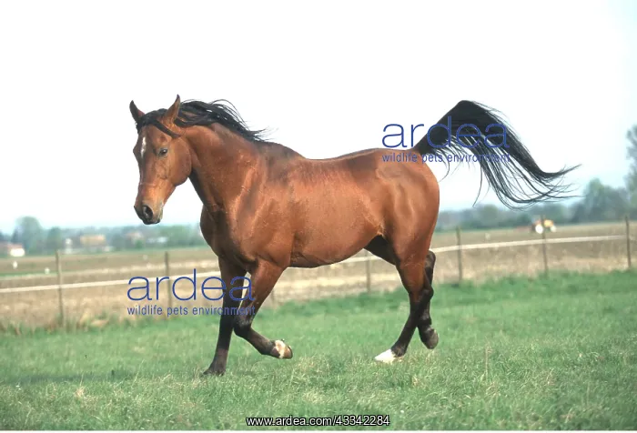 : ARAB STALLION HORSE - trotting : ARAB STALLION HORSE - trotting