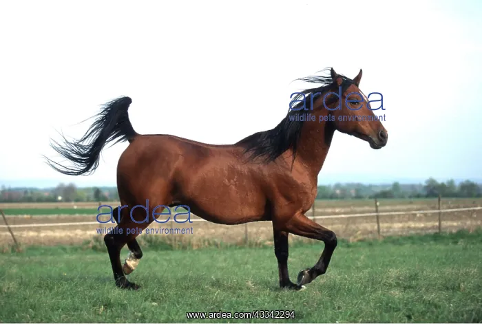 : ARAB STALLION HORSE - trotting : ARAB STALLION HORSE - trotting