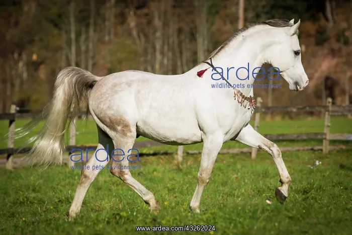: Arab, thoroughbred mare, Gray, Tyrol, Austria, Europe : Arab, thoroughbred mare, Gray, Tyrol, Austria, Europe