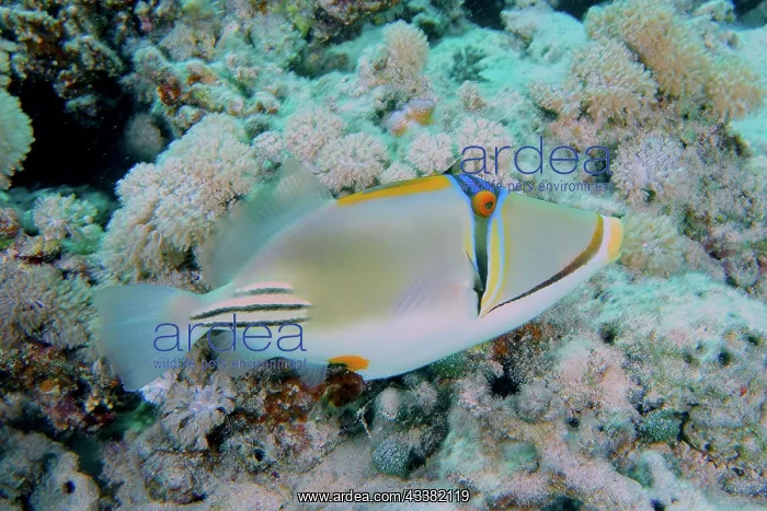 : Arabian arabian picasso triggerfish (Rhinecanthus : Arabian arabian picasso triggerfish (Rhinecanthus