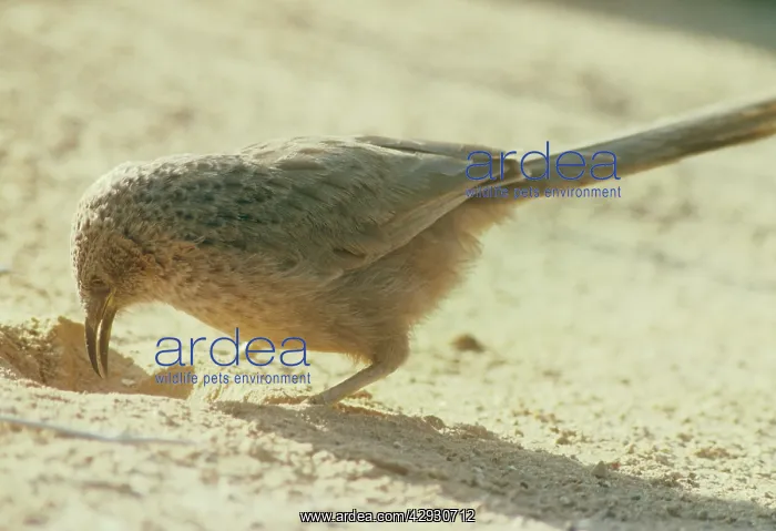 : Arabian Babbler - feeding : Arabian Babbler - feeding