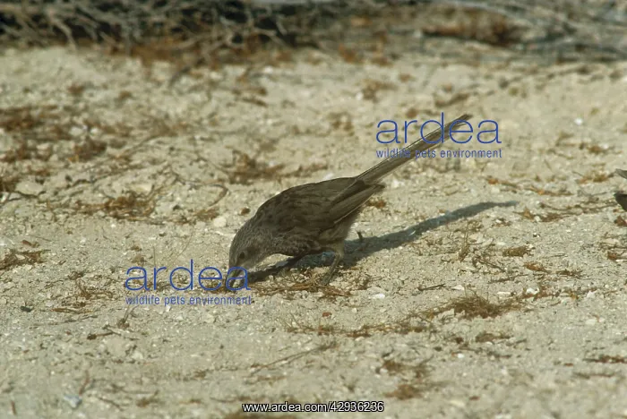 : Arabian Babbler - foraging : Arabian Babbler - foraging