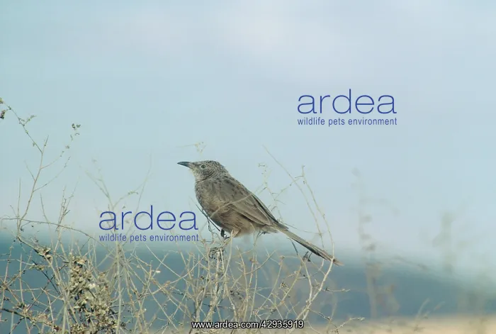 : Arabian Babbler - perched at the top of a bush : Arabian Babbler - perched at the top of a bush