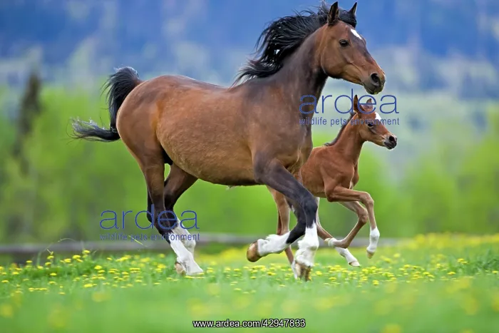: Arabian Bay Mare and Foal galloping on meadow of : Arabian Bay Mare and Foal galloping on meadow of