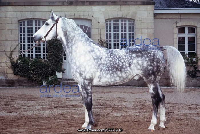 : ARABIAN BLOOD HORSE - side view : ARABIAN BLOOD HORSE - side view