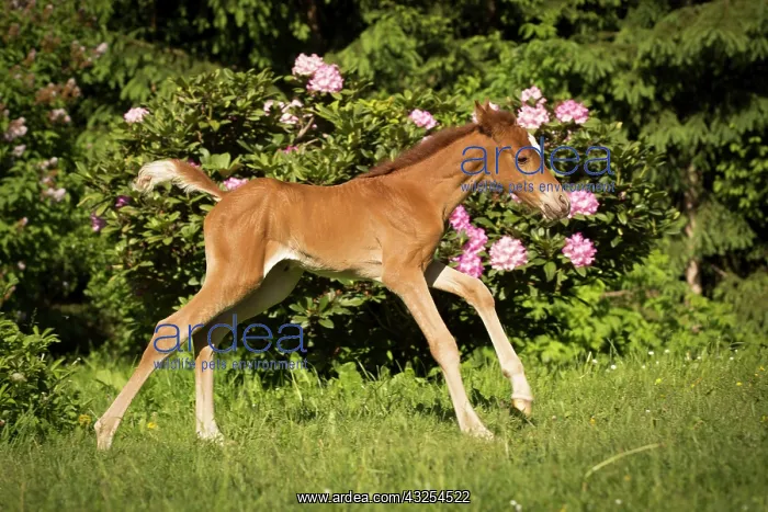 : Arabian chestnut filly taking first steps : Arabian chestnut filly taking first steps
