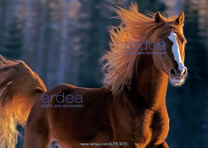 : Arabian chestnut stallion galloping, closeup : Arabian chestnut stallion galloping, closeup