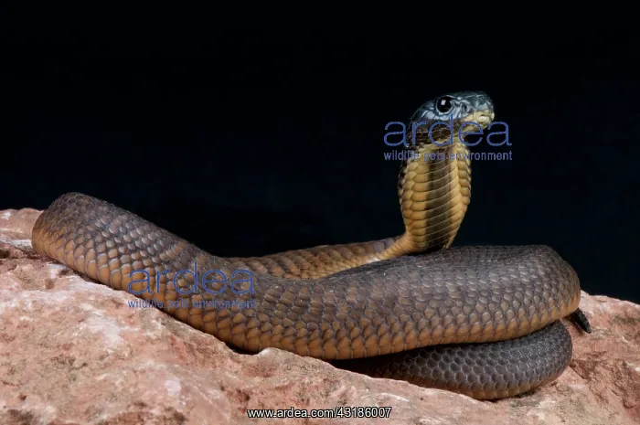 : Arabian cobra (Naja arabica), Saudi Arabia : Arabian cobra (Naja arabica), Saudi Arabia