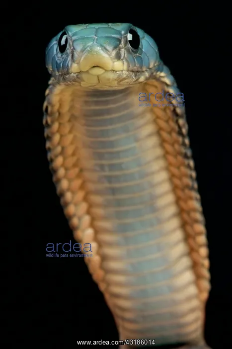 : Arabian cobra (Naja arabica), Saudi Arabia : Arabian cobra (Naja arabica), Saudi Arabia