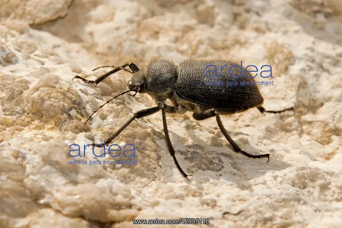: Arabian Desert Beetle species : Arabian Desert Beetle species
