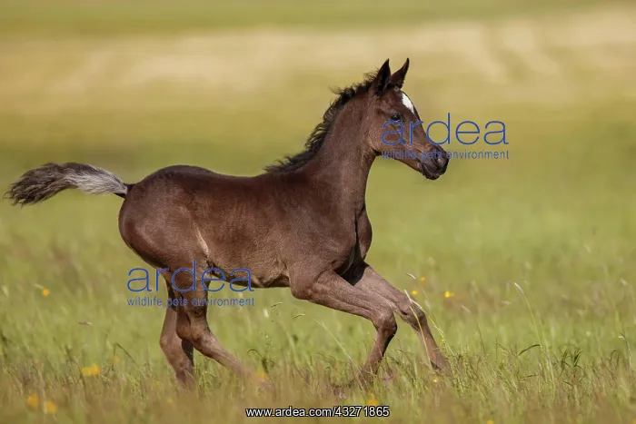  : Arabian foal in spring on the meadow, Rhineland-Palatinate