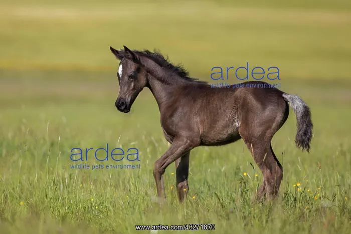 : Arabian foal in spring on the meadow, Rhineland-Palatinate : Arabian foal in spring on the meadow, Rhineland-Palatinate