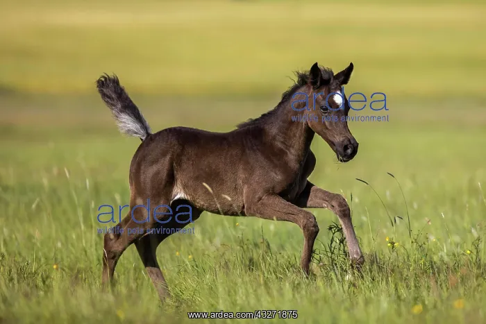 : Arabian foal in spring on the meadow, Rhineland-Palatinate : Arabian foal in spring on the meadow, Rhineland-Palatinate