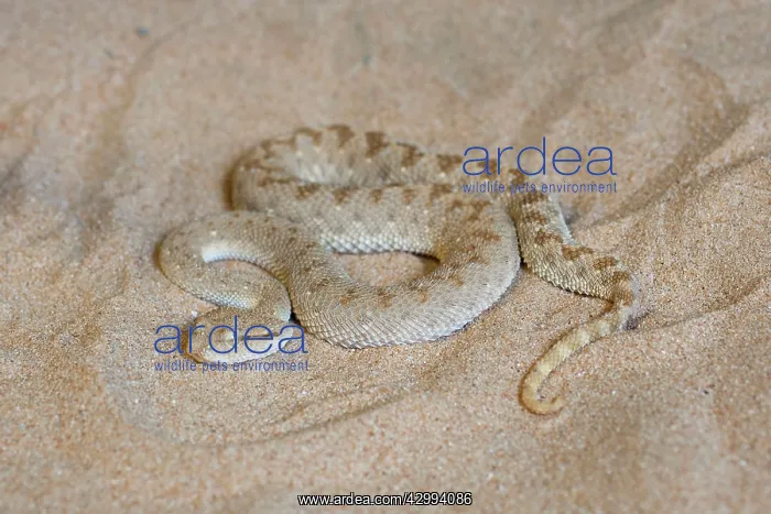 : Arabian Horned Viper : Arabian Horned Viper