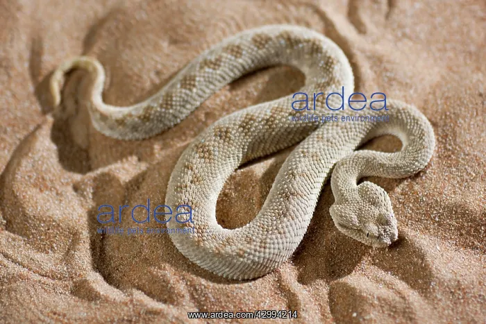 : Arabian Horned Viper : Arabian Horned Viper
