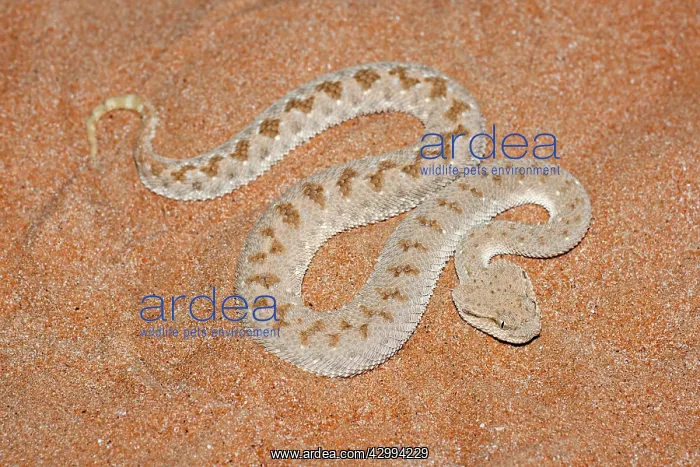 : Arabian Horned Viper : Arabian Horned Viper