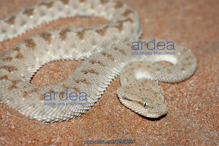 : Arabian Horned Viper : Arabian Horned Viper