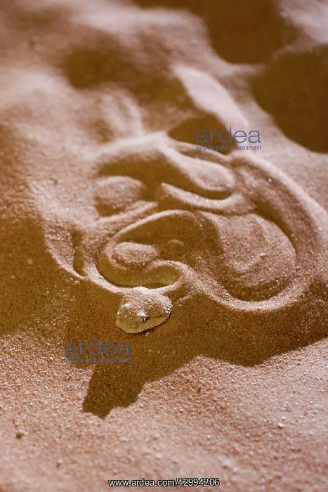 : Arabian Horned Viper - concealed under sand : Arabian Horned Viper - concealed under sand