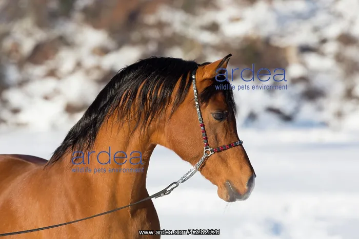 : Arabian horse, Arabian stallion, animal portrait : Arabian horse, Arabian stallion, animal portrait