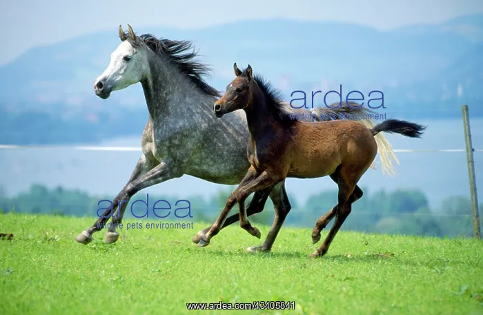 : Arabian horse - with foal running : Arabian horse - with foal running