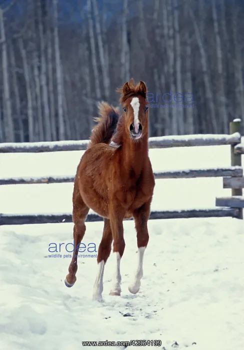 : Arabian Horse - foal running at corral : Arabian Horse - foal running at corral