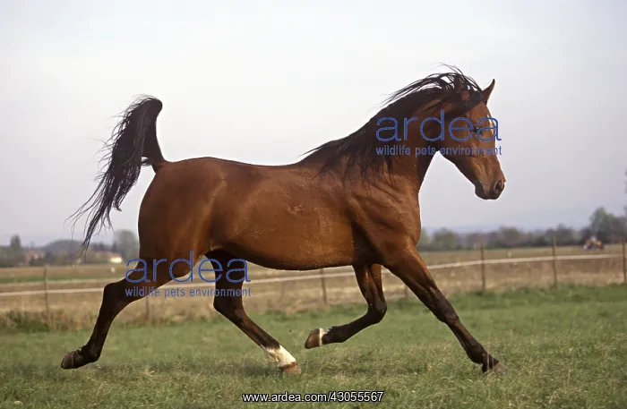 : Arabian horse galloping : Arabian horse galloping