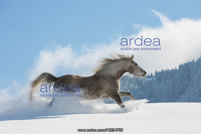 : Arabian horse, mare galloping in deep snow, Tyrol : Arabian horse, mare galloping in deep snow, Tyrol