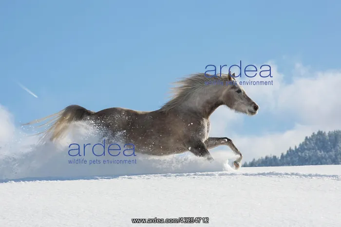 : Arabian horse, mare galloping in deep snow, Tyrol : Arabian horse, mare galloping in deep snow, Tyrol