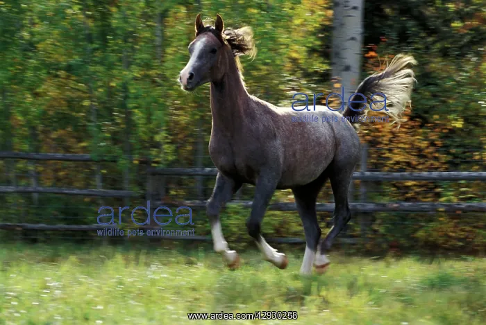 : Arabian Horse - running in field : Arabian Horse - running in field