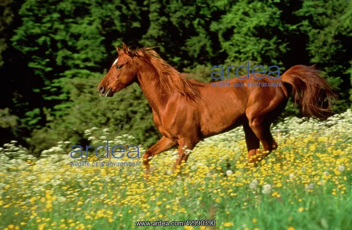 : Arabian Horse - running through field of flowers : Arabian Horse - running through field of flowers