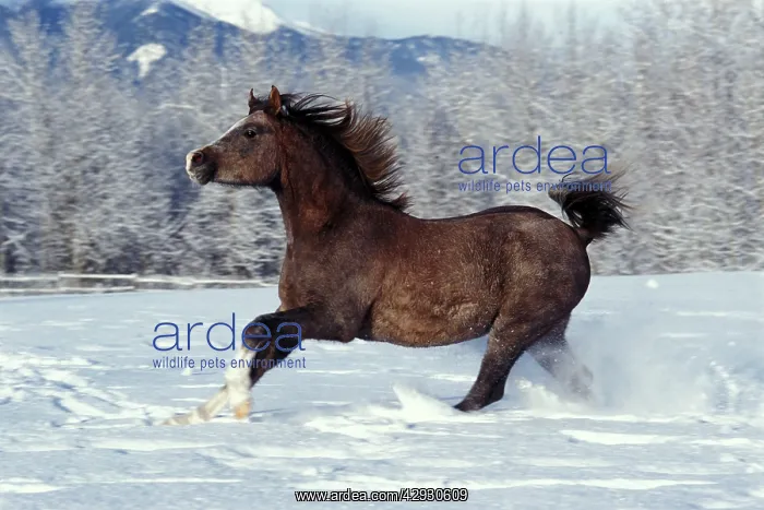  : Arabian Horse - Running on fresh snow