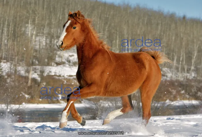 : Arabian Horse running in snow : Arabian Horse running in snow