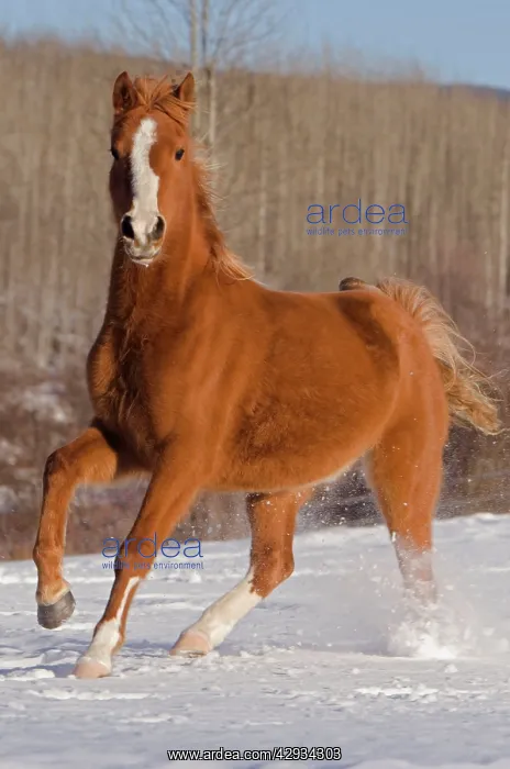 : Arabian Horse running in snowcovered field : Arabian Horse running in snowcovered field
