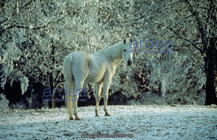  : Arabian Horse - in winter scene