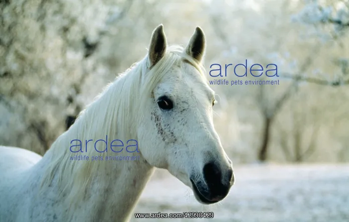 : Arabian Horse - in winter scene : Arabian Horse - in winter scene