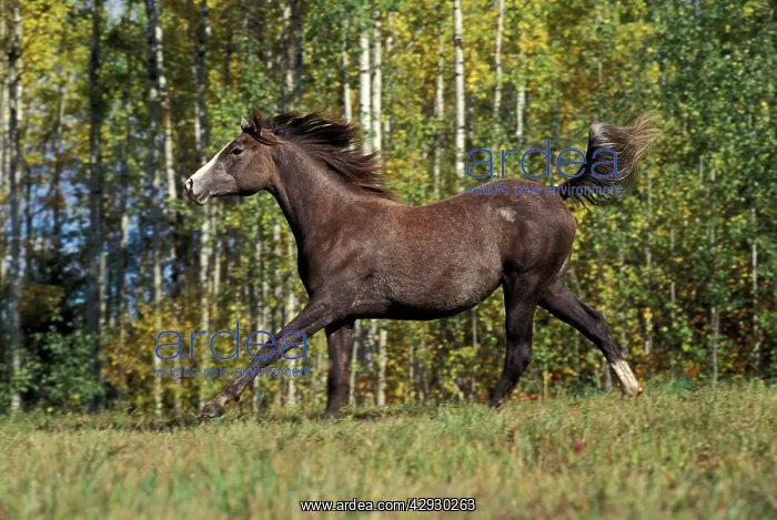 : Arabian HORSE - Yearling, running : Arabian HORSE - Yearling, running