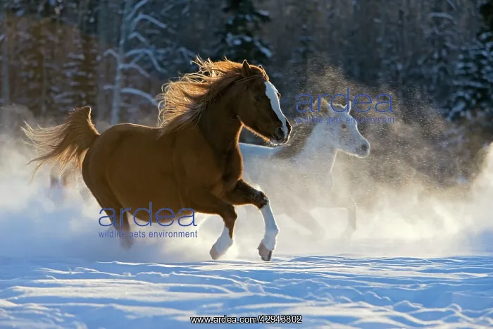 : Arabian Horses chestnut and gray mares galloping : Arabian Horses chestnut and gray mares galloping